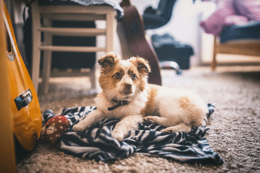 A dog sitting on the carpet.