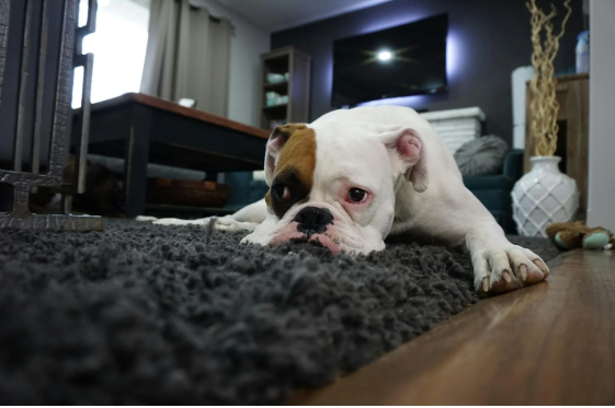 a pet dog lying on a room’s floor